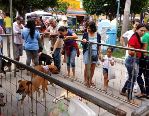 ADOÇÃO: CÃES E GATOS DO ABRIGO DE ANIMAIS GANHAM UM NOVO LAR
