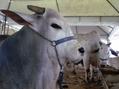 Feira Agropecuária de Itabaiana inicia comemorações do aniversário da cidade