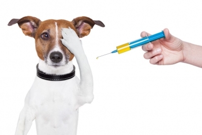 Vacinação Antirrábica Prossegue até o Final do Mês e II dose do HPV está disponível
