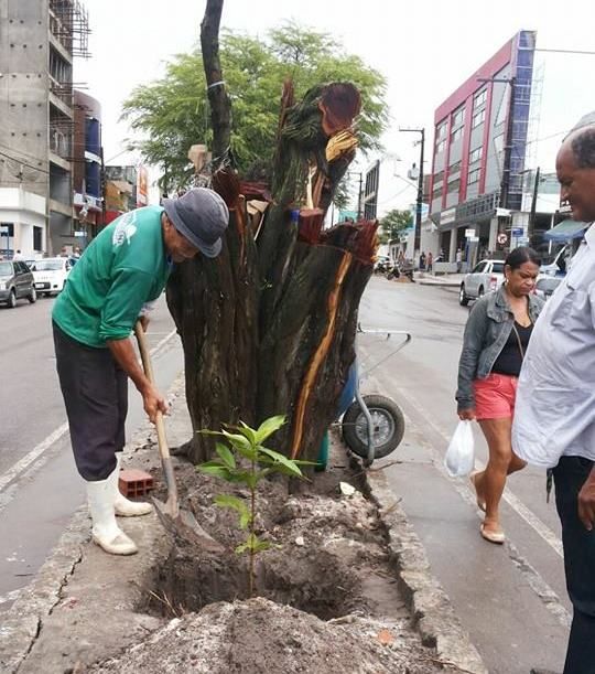 Replantio de árvores na Avenida Otoniel Dórea.