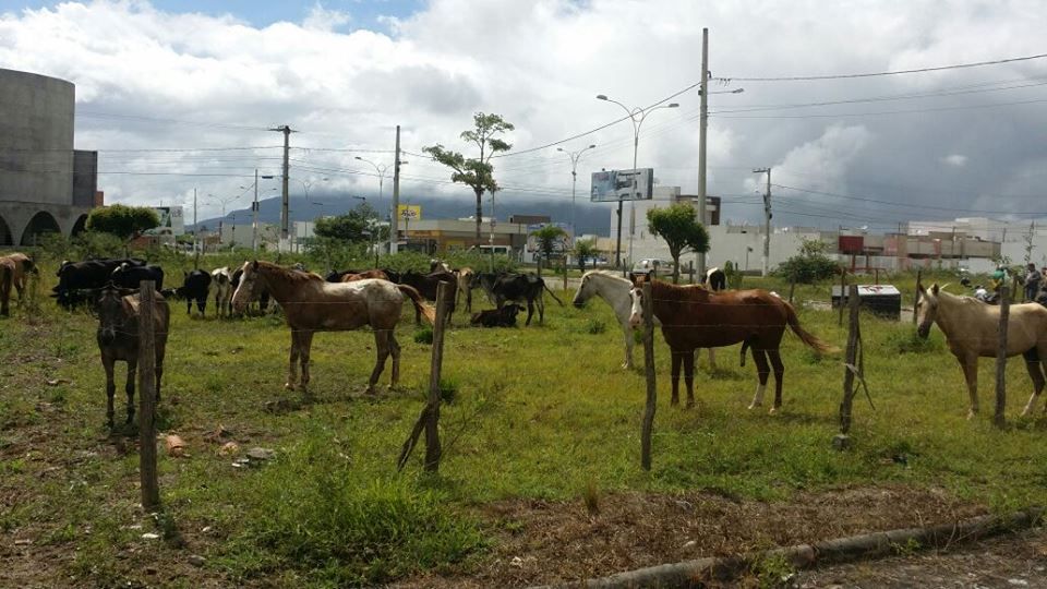 PREFEITURA INICIA RECOLHIMENTO DE ANIMAIS