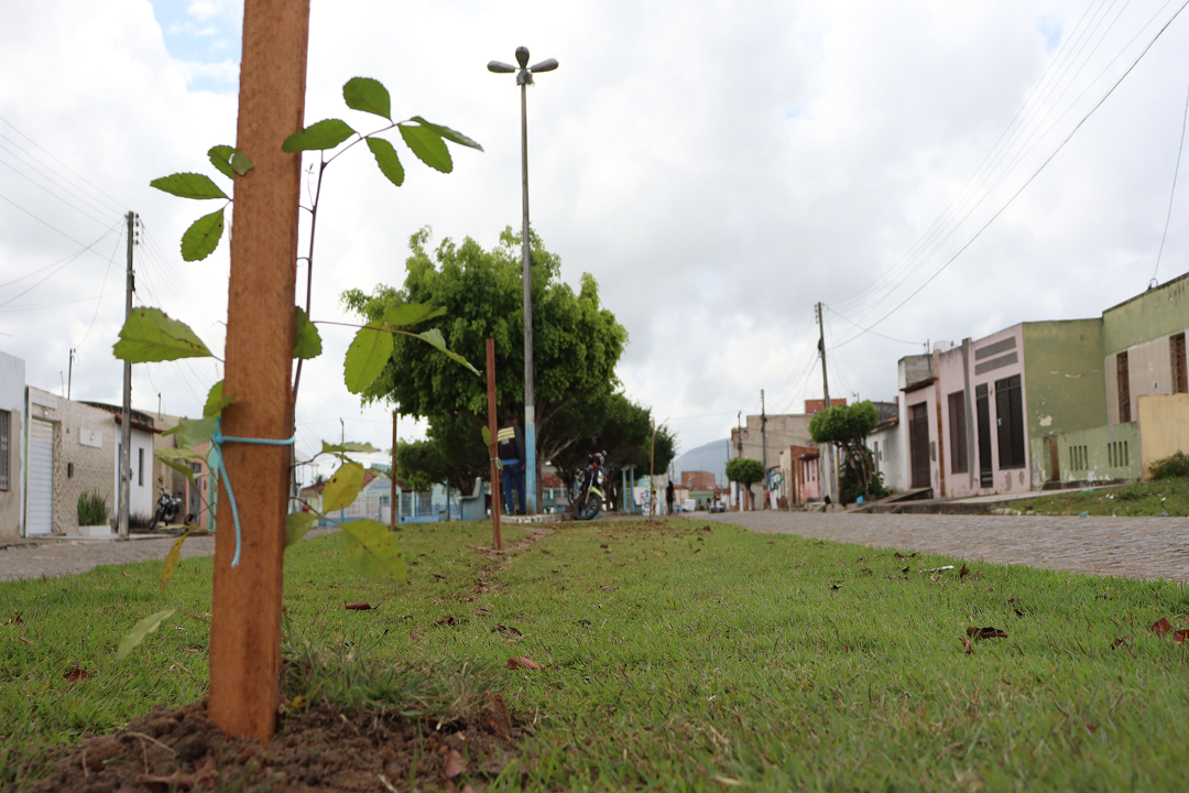 Itabaiana Mais Verde: secretaria do Meio Ambiente realizou o plantio de 20 árvores nesta semana