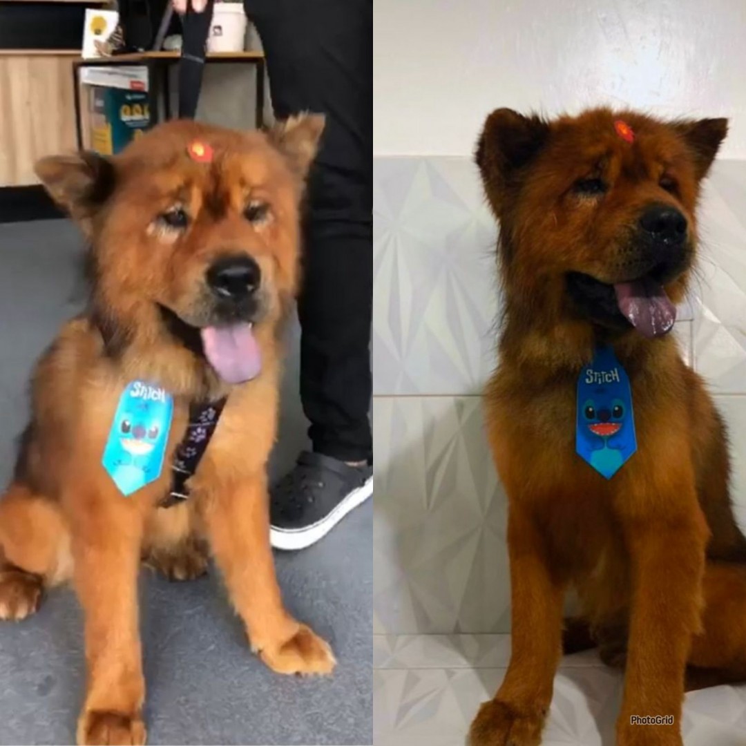 Casa de Passagem de Itabaiana acolhe cachorro vítima de maus-tratos e realiza os cuidados necessários. Animal em breve irá à adoção